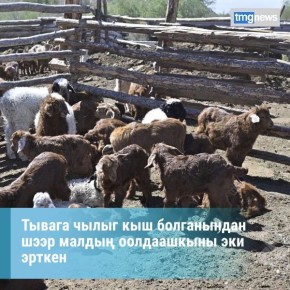 Тываны мал ажыл-агыйларында мал оолдаашкыны тнп турар