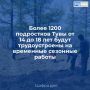 В Туве в период летних каникул на временные сезонные работы планируют трудоустроить более 1200 подростков в возрасте от 14 до 18 лет