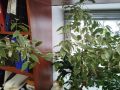 Почему офисные растения – это ключ к продуктивности и уюту?