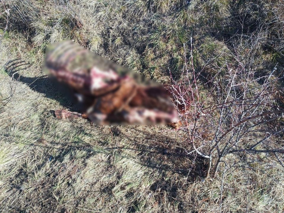 Сотрудники полиции предупреждают об ответственности за неорганизованный выпас скота