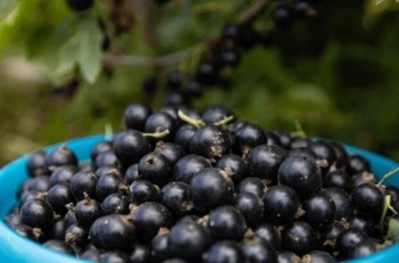 Урожай смородины: секреты успешного сбора с простой веревкой