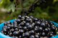 Урожай смородины: секреты успешного сбора с простой веревкой