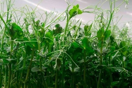 Горох Мадрас: секреты успешного выращивания