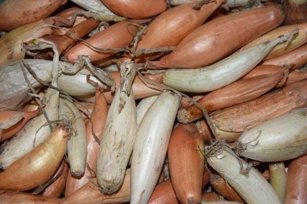 Лук сорта Деликатес: универсальный компаньон на вашем столе