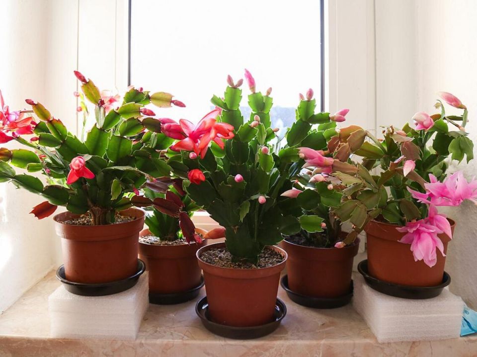 Почему пересадка растений зимой может обернуться бедой для вашего зеленого друга