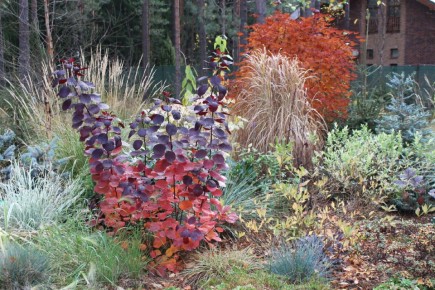 Скумпия: Плюсы и минусы в вашем саду – что стоит знать