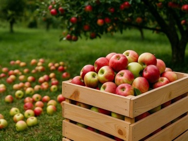 Как продлить жизнь яблокам до весны с помощью бумаги: простые советы садоводов