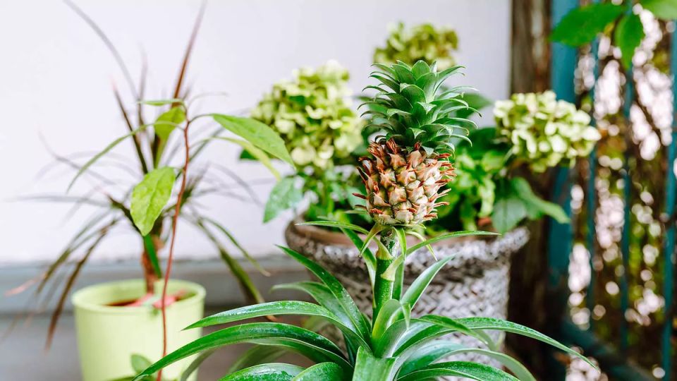 Выращивание экзотических растений из супермарта