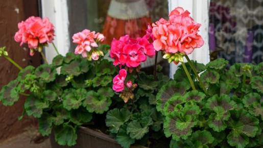 Измученная пеларгония во век не зацветет: эти популярные подкормки только губят ее