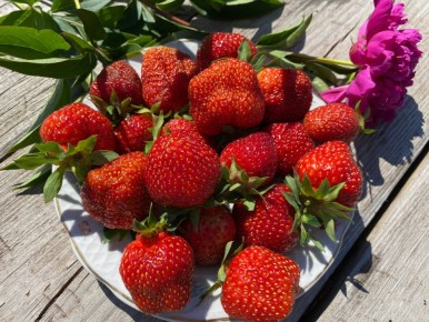 Крупноплодная клубника: лучший выбор для вашего сада в 2025 году
