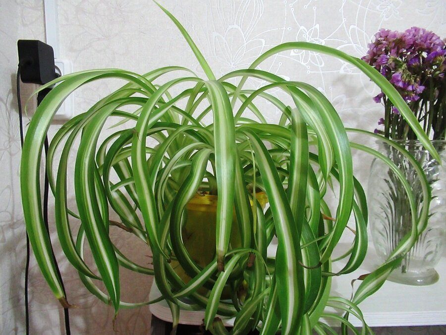 Хлорофитум: уход и защита от питомцев