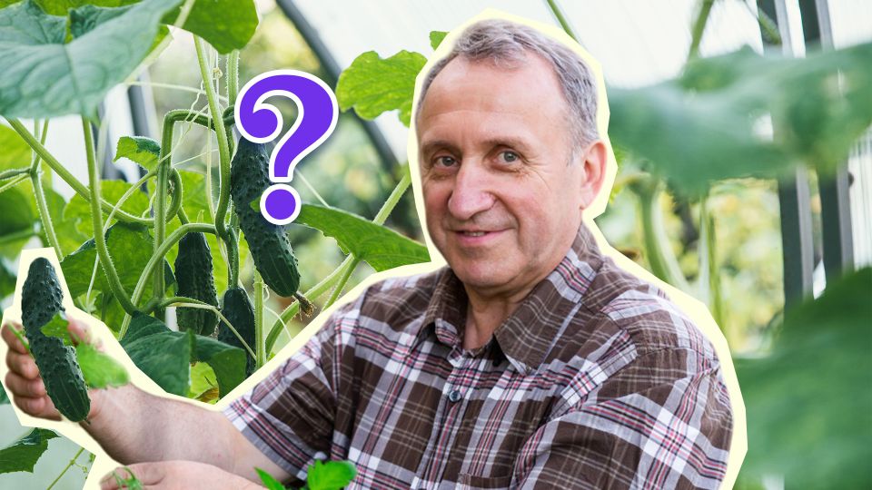 Этот сорт огурцов идеален для посадки в грунт: урожай соберете раньше соседей