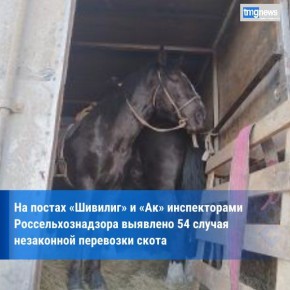 Более 50 случаев незаконной перевозки скота пресекли на постах «Шивилиг» и «Ак» в Туве