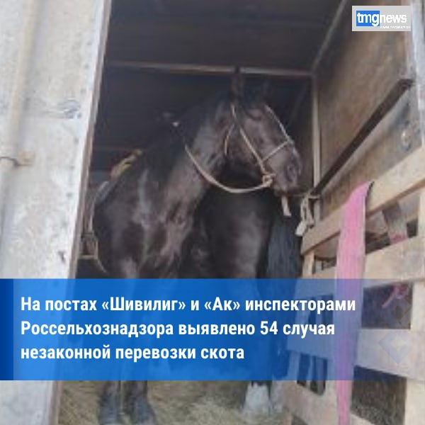 Более 50 случаев незаконной перевозки скота пресекли на постах «Шивилиг» и «Ак» в Туве