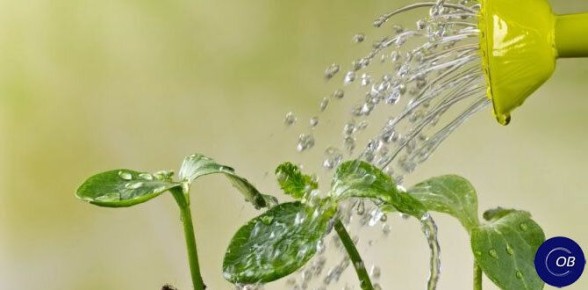 Как правильно поливать овощи для крепкого и богатого урожая