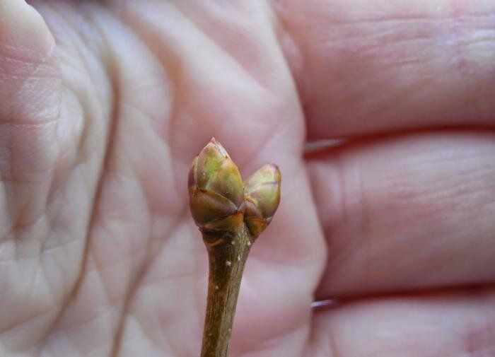 Цветочные и листья: в чем разница и как они влияют на жизнь растений