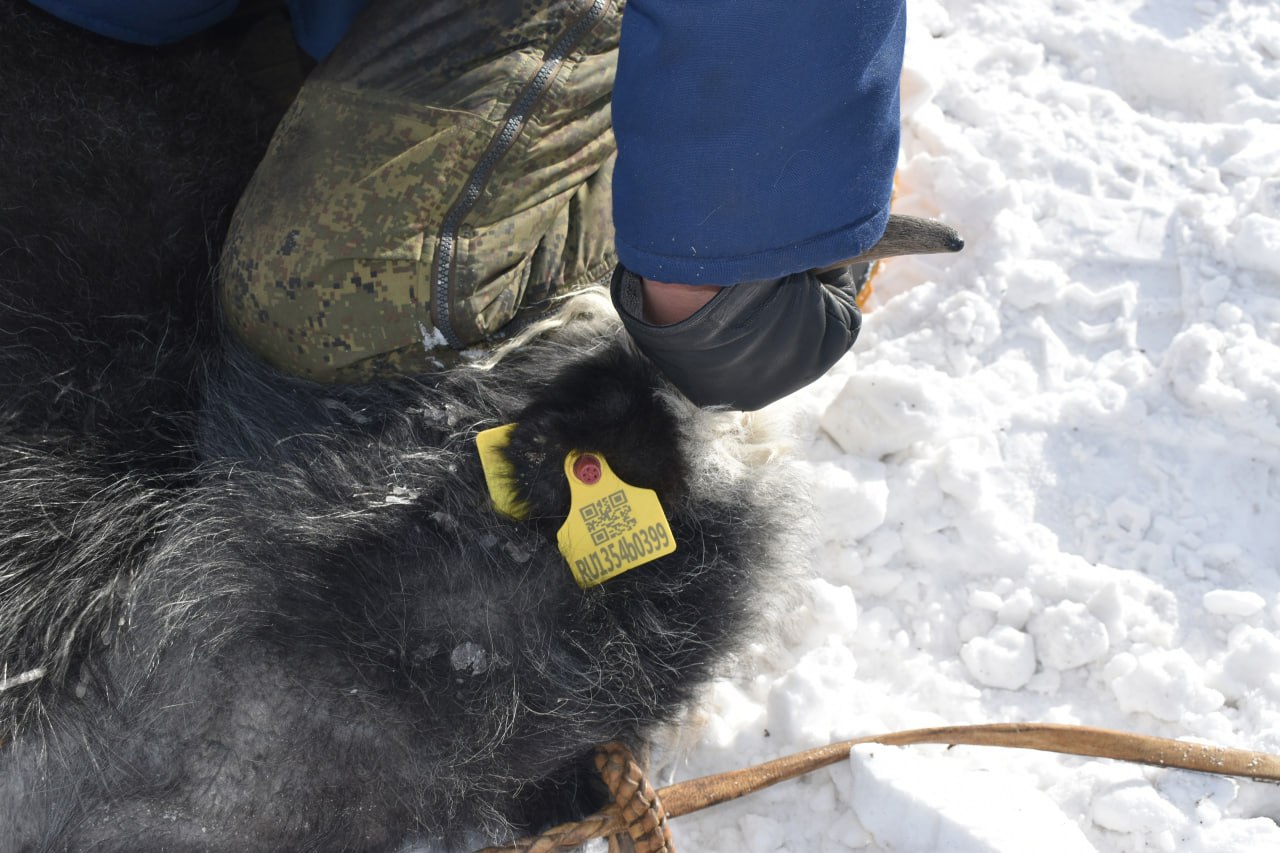В Монгун-Тайге компенсировали ущерб от ирбиса для сохранения редкого хищника В Монгун-Тайге компенсировали ущерб от ирбиса для сохранения редкого хищника