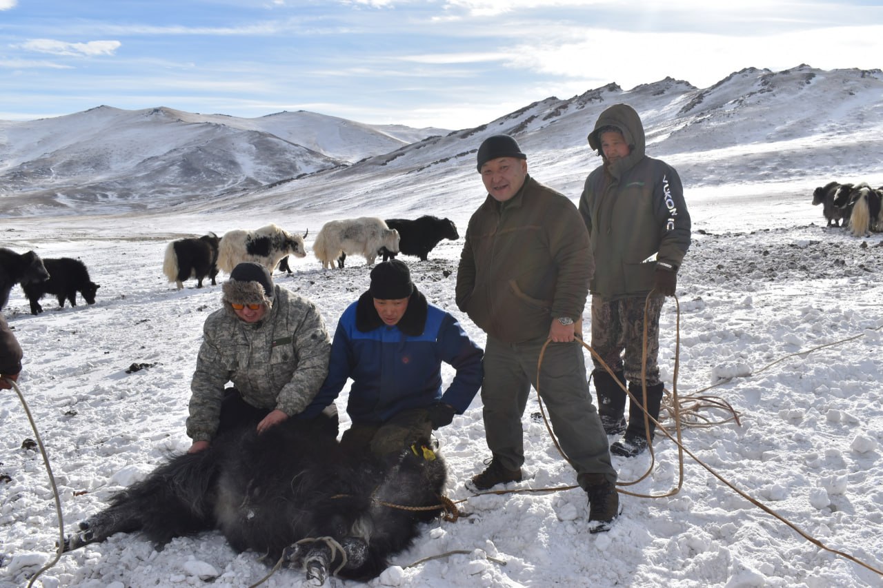 В Монгун-Тайге компенсировали ущерб от ирбиса для сохранения редкого хищника В Монгун-Тайге компенсировали ущерб от ирбиса для сохранения редкого хищника