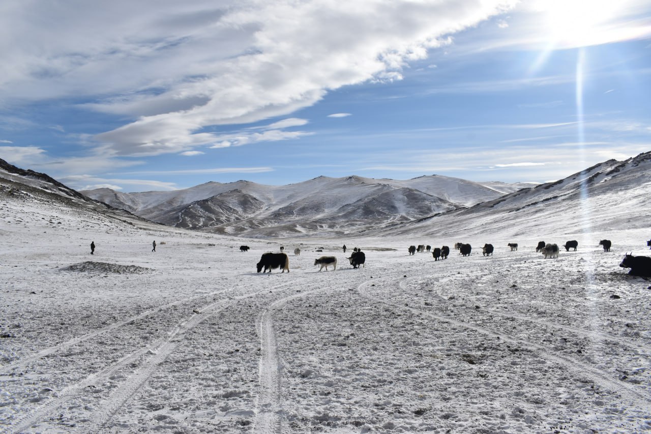 В Монгун-Тайге компенсировали ущерб от ирбиса для сохранения редкого хищника В Монгун-Тайге компенсировали ущерб от ирбиса для сохранения редкого хищника