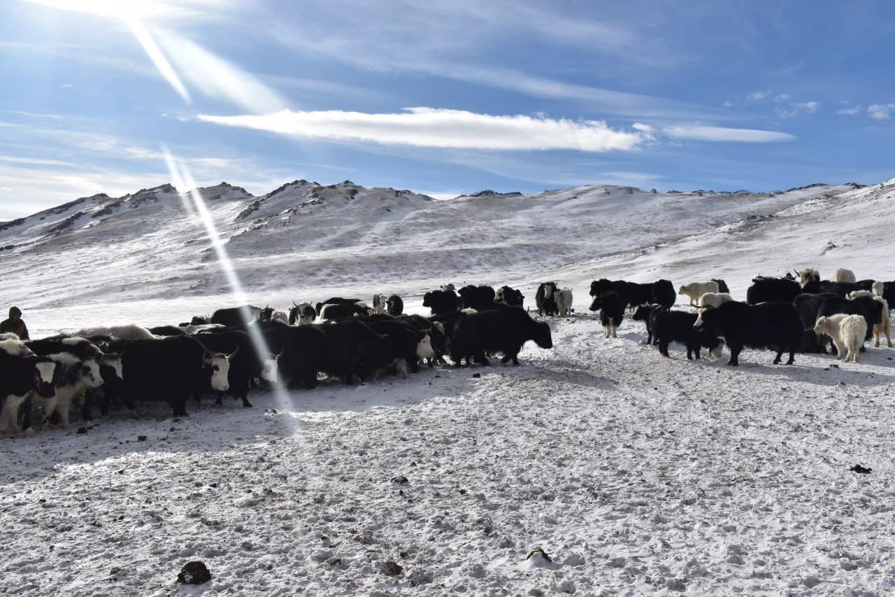 В Монгун-Тайге компенсировали ущерб от ирбиса для сохранения редкого хищника В Монгун-Тайге компенсировали ущерб от ирбиса для сохранения редкого хищника