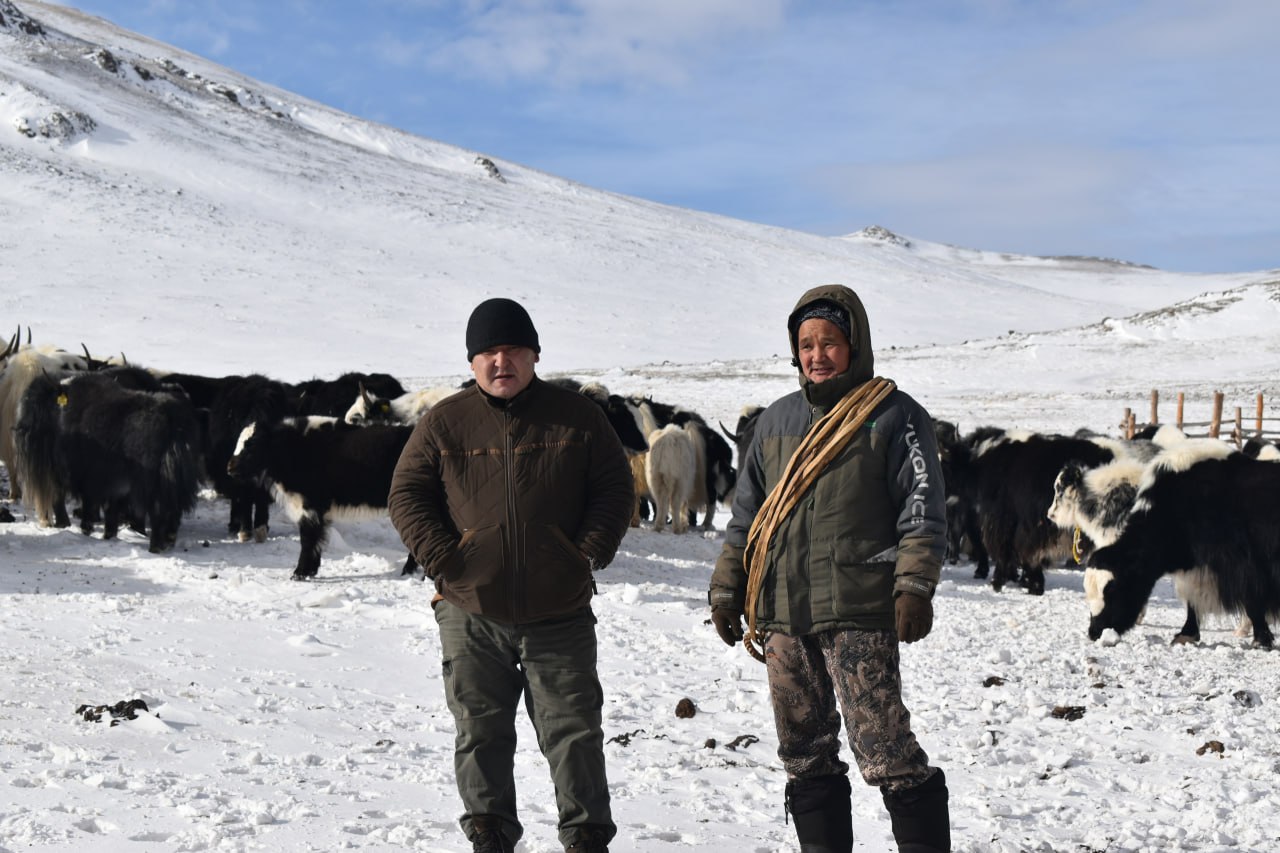 В Монгун-Тайге компенсировали ущерб от ирбиса для сохранения редкого хищника В Монгун-Тайге компенсировали ущерб от ирбиса для сохранения редкого хищника