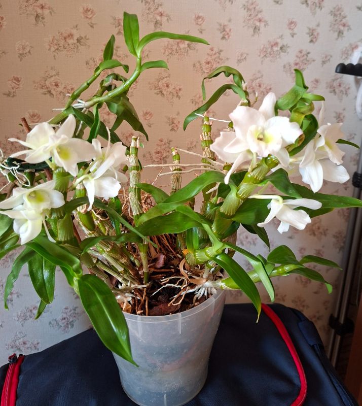 Свобода на пенсии: мифы и реальность обязанностей