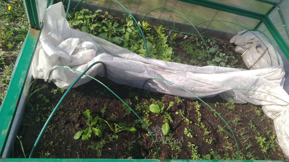 Подзимние посевы: секреты раннего урожая на вашем огороде