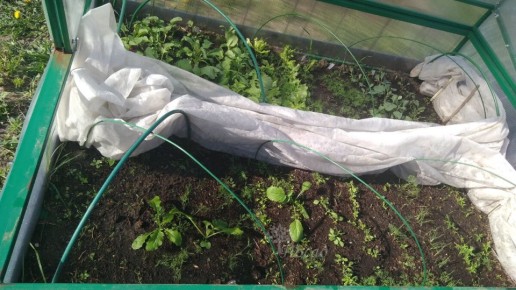 Подзимние посевы: секреты раннего урожая на вашем огороде