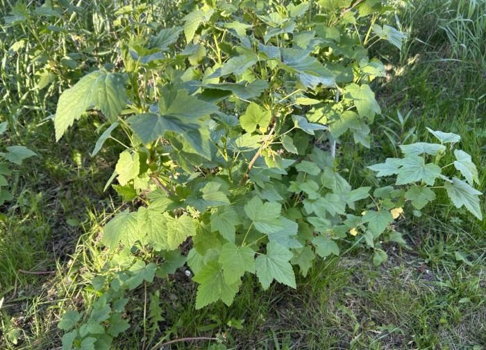 Почему листья смородины скручиваются: важные детальные аспекты