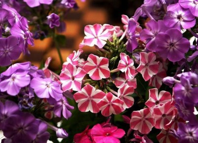 Флоксы под угрозой: как спасти растения от белого налета