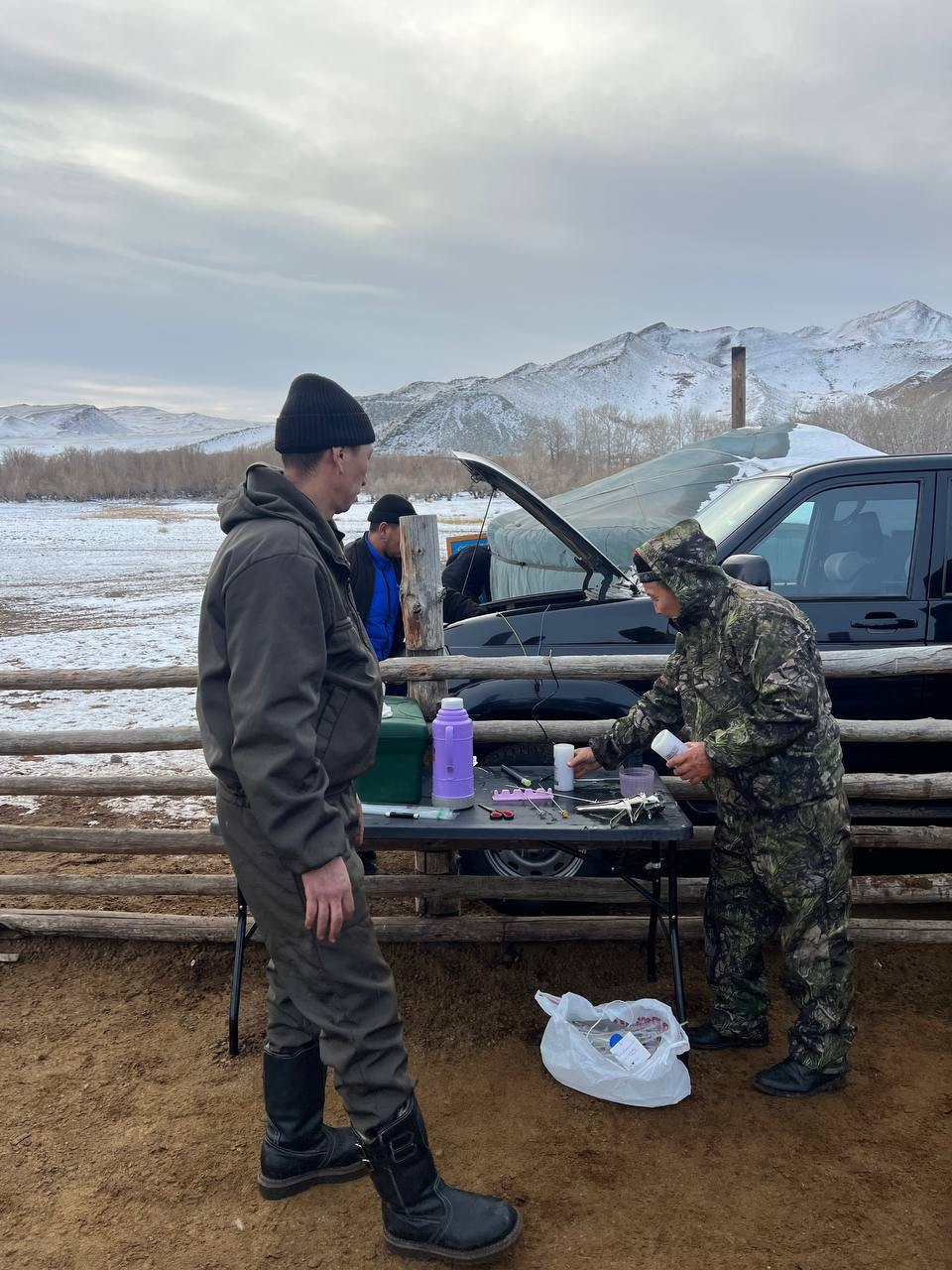 В Кызылском районе провели искусственное осеменение почти 600 овец для улучшения породного состава В Кызылском районе провели искусственное осеменение почти 600 овец для улучшения породного состава
