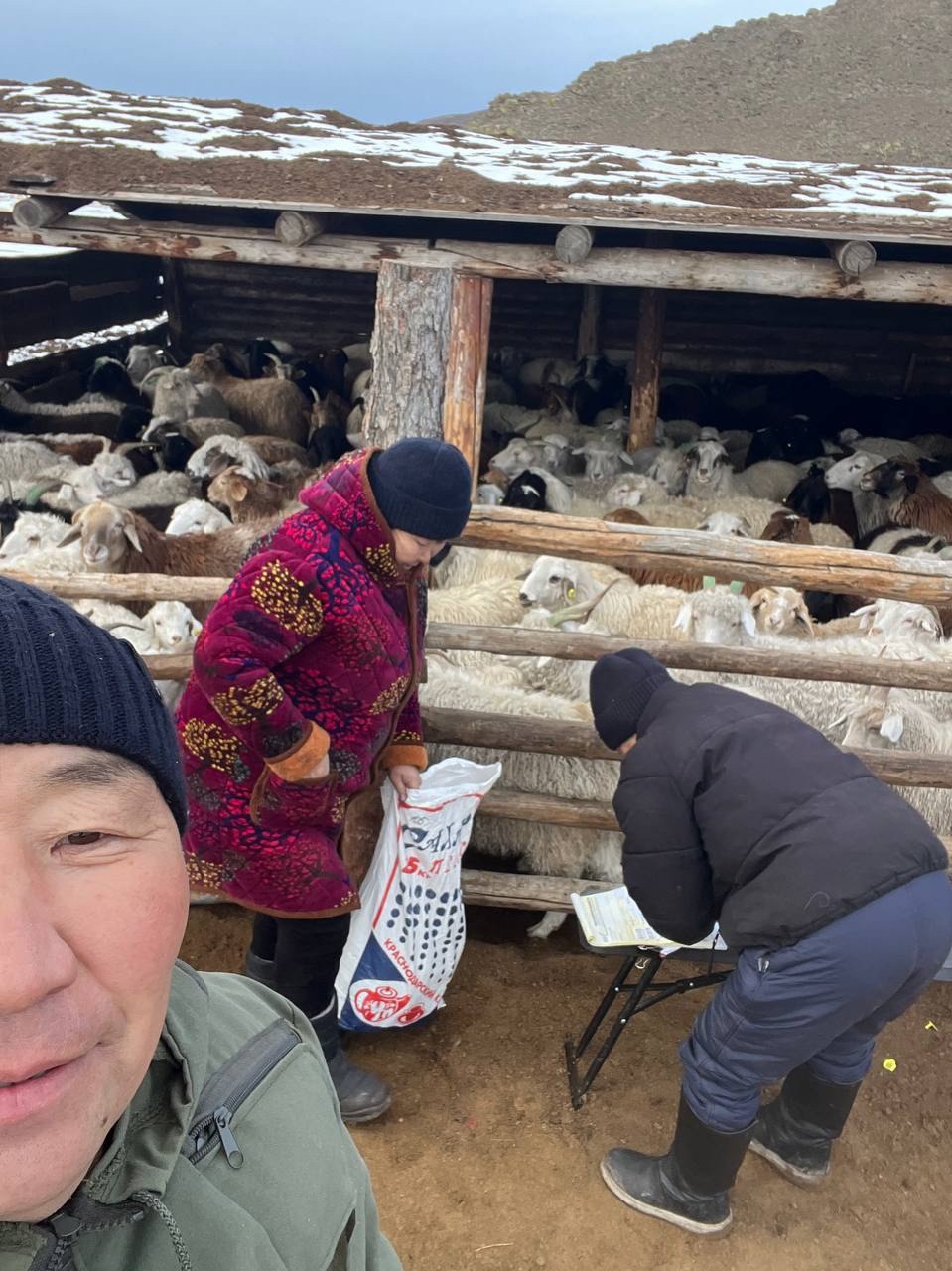 В Кызылском районе провели искусственное осеменение почти 600 овец для улучшения породного состава В Кызылском районе провели искусственное осеменение почти 600 овец для улучшения породного состава