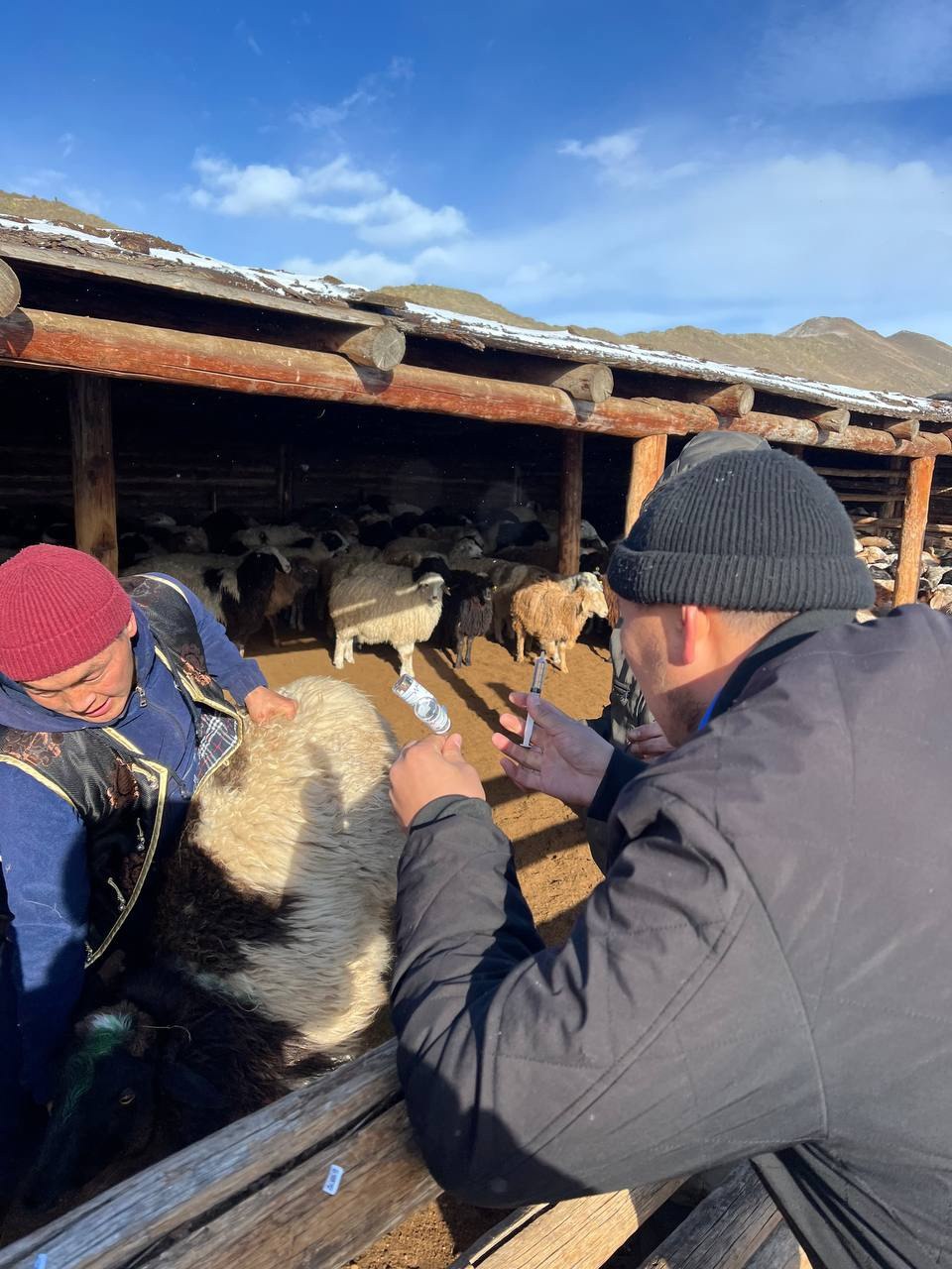 В Кызылском районе провели искусственное осеменение почти 600 овец для улучшения породного состава В Кызылском районе провели искусственное осеменение почти 600 овец для улучшения породного состава