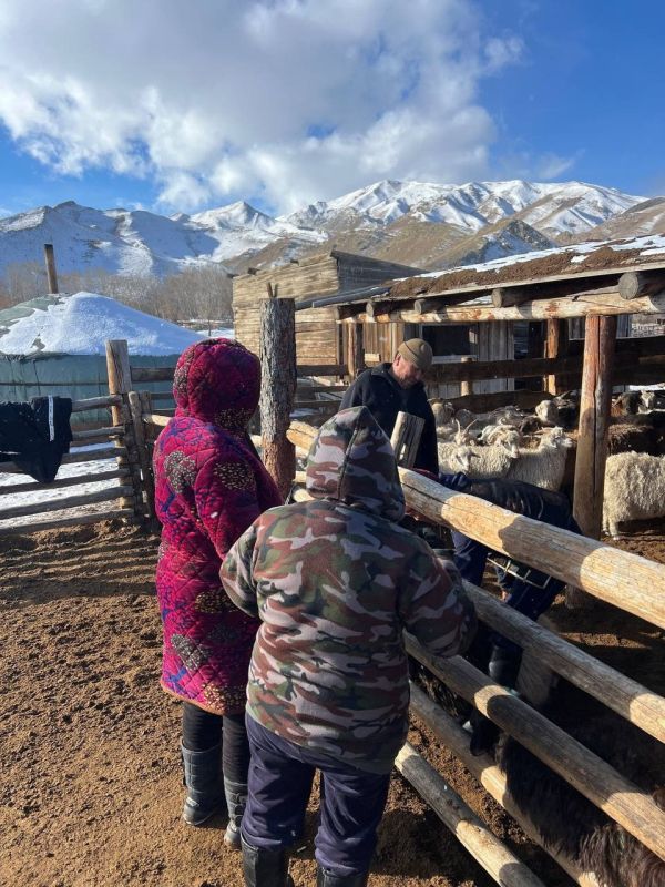 В Кызылском районе провели искусственное осеменение почти 600 овец для улучшения породного состава