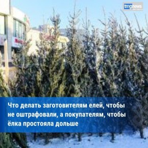 Россельхознадзор напоминает правила покупки новогодней елки