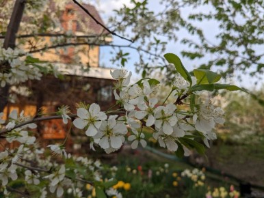 Растения под угрозой: как майские заморозки подорвали урожай садоводов