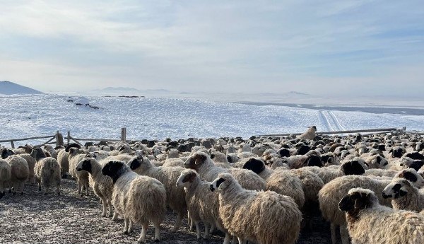 Бараны-производители, вакцинация и борьба с волками: как в Туве развивают овцеводство Бараны-производители, вакцинация и борьба с волками: как в Туве развивают овцеводство