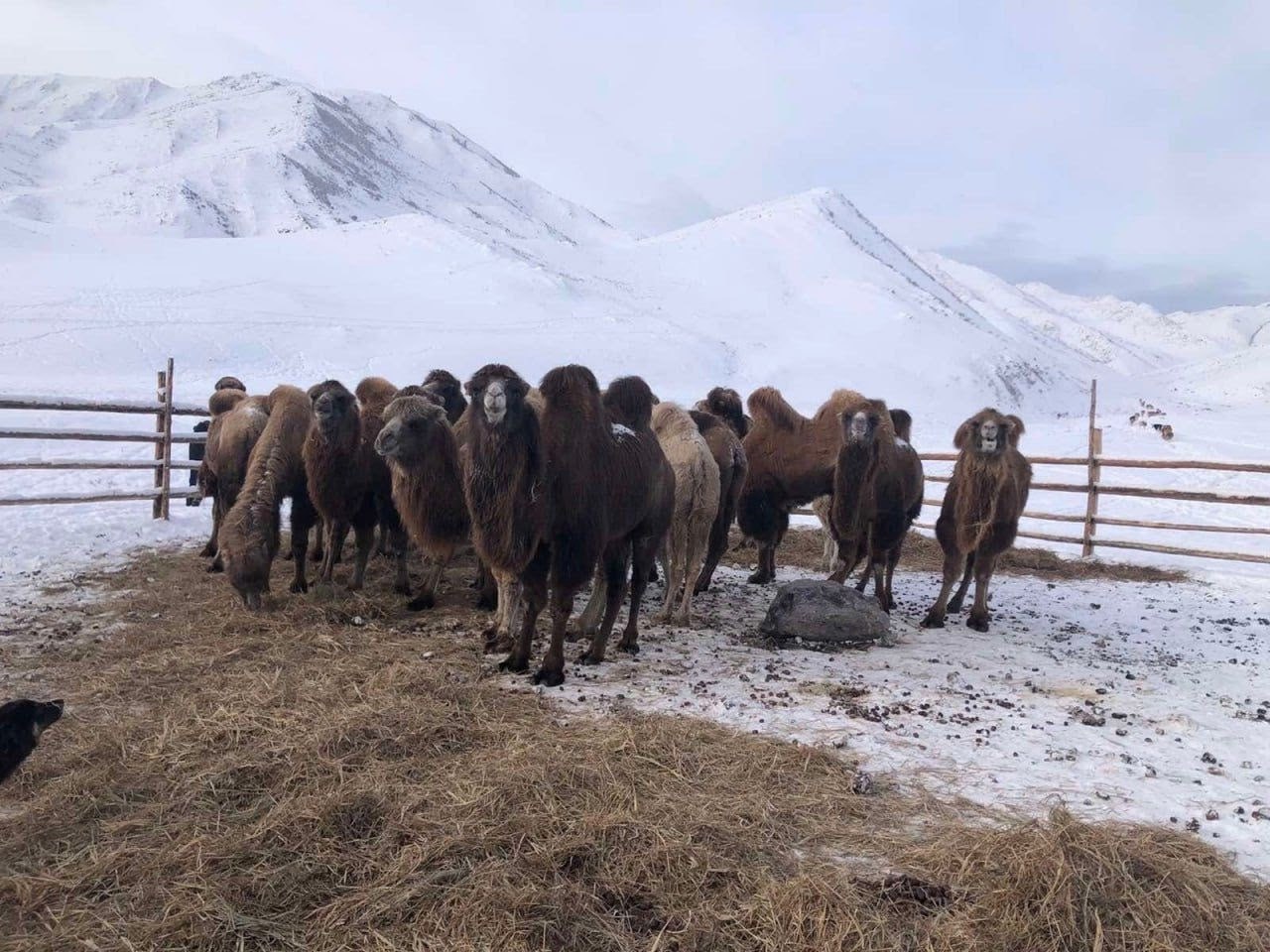 В Улуг-Хемском районе завершили подготовку к зимовке скота В Улуг-Хемском районе завершили подготовку к зимовке скота