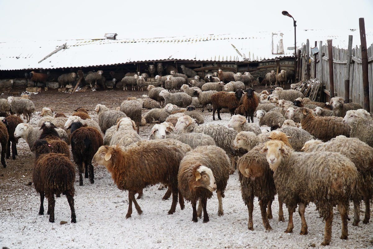 В Улуг-Хемском районе завершили подготовку к зимовке скота В Улуг-Хемском районе завершили подготовку к зимовке скота