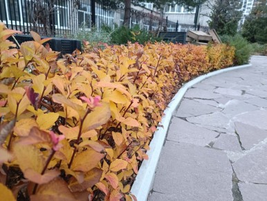 Спирея: универсальное украшение для любого сада на все сезоны