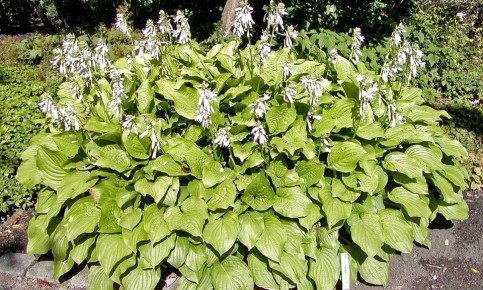 Как ухаживать за хостами: секреты для начинающих садоводов