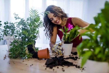 Эффективные способы борьбы с плесенью в горшках домашних растений