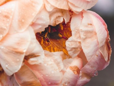 Муравьи и тля: как насекомые угрожают красоте пионов