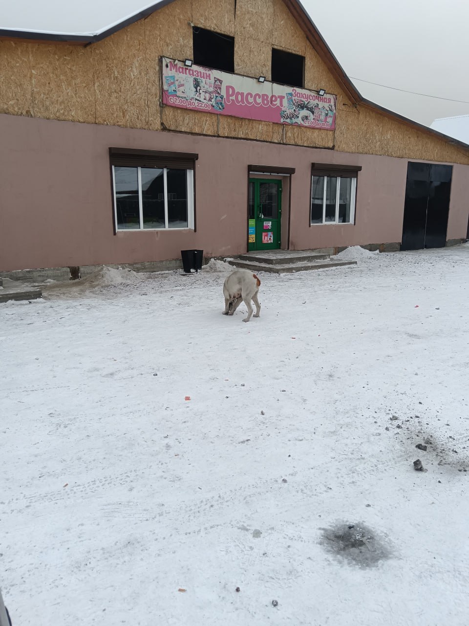 В пгт. Каа-Хем продолжаются работы по отлову безнадзорных собак В пгт. Каа-Хем продолжаются работы по отлову безнадзорных собак