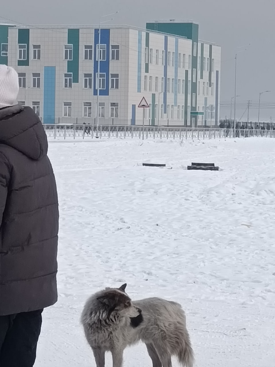 В пгт. Каа-Хем продолжаются работы по отлову безнадзорных собак В пгт. Каа-Хем продолжаются работы по отлову безнадзорных собак