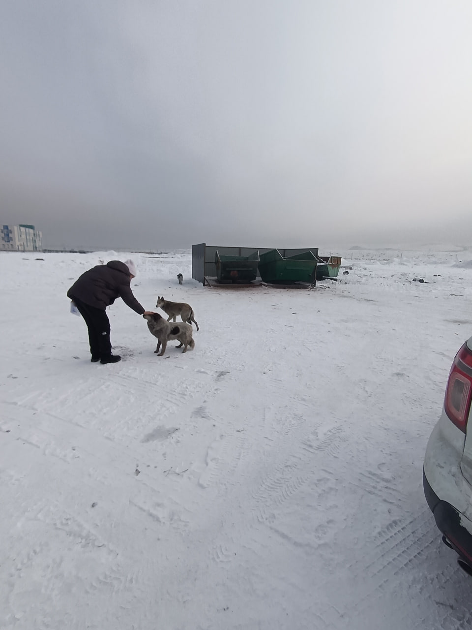 В пгт. Каа-Хем продолжаются работы по отлову безнадзорных собак В пгт. Каа-Хем продолжаются работы по отлову безнадзорных собак