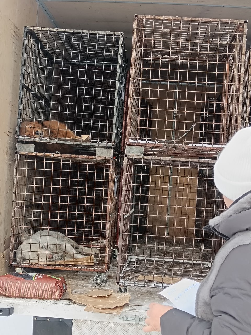 В пгт. Каа-Хем продолжаются работы по отлову безнадзорных собак В пгт. Каа-Хем продолжаются работы по отлову безнадзорных собак