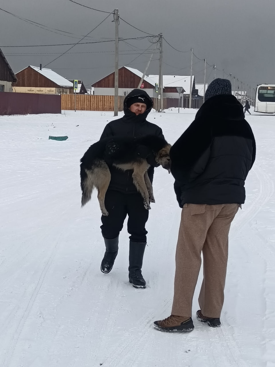 В пгт. Каа-Хем продолжаются работы по отлову безнадзорных собак