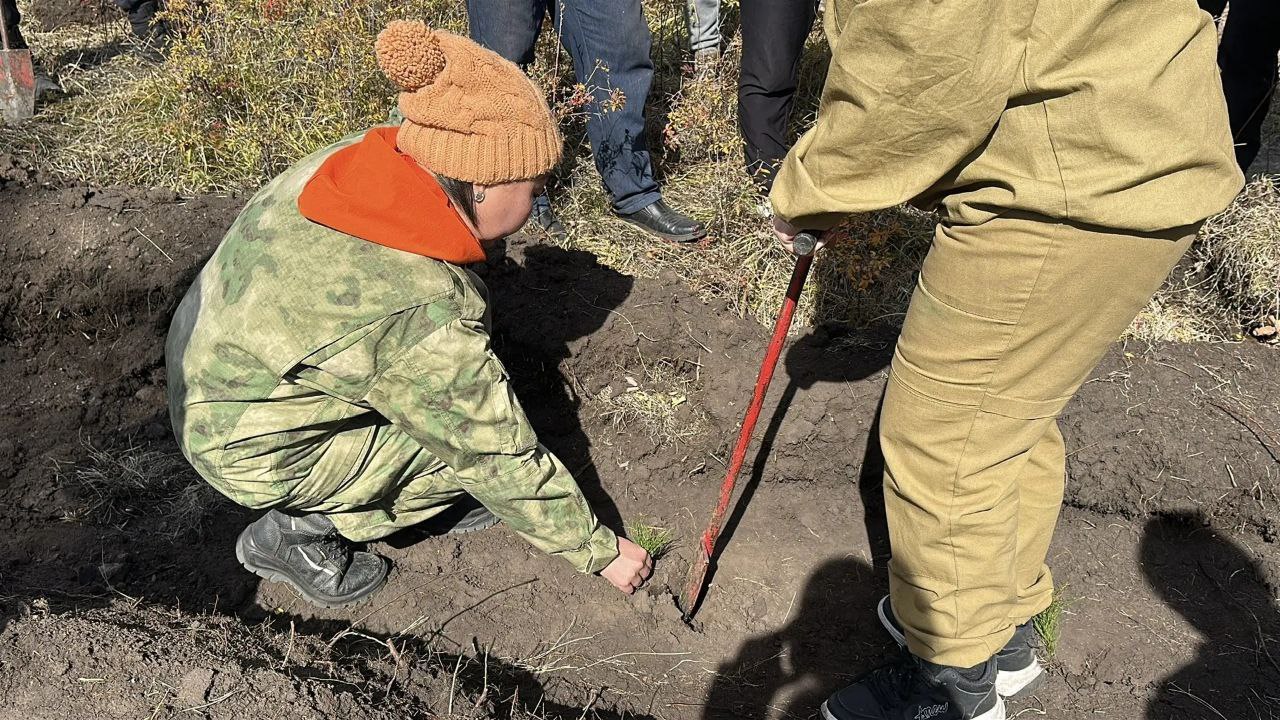 В Туве восстановили более 11 тысяч гектаров леса в 2025 году В Туве восстановили более 11 тысяч гектаров леса в 2025 году