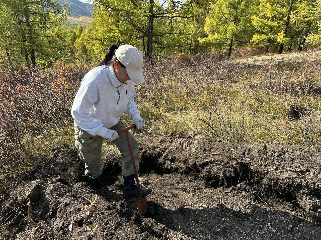 В Туве восстановили более 11 тысяч гектаров леса в 2025 году В Туве восстановили более 11 тысяч гектаров леса в 2025 году